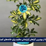 10 تا از بهترین گیاهان آپارتمانی مقاوم برای خانه‌های کم‌نور + شرایط نگهداری و نکات مهم