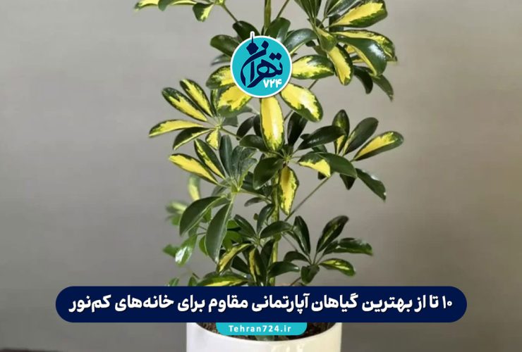 10 تا از بهترین گیاهان آپارتمانی مقاوم برای خانه‌های کم‌نور + شرایط نگهداری و نکات مهم