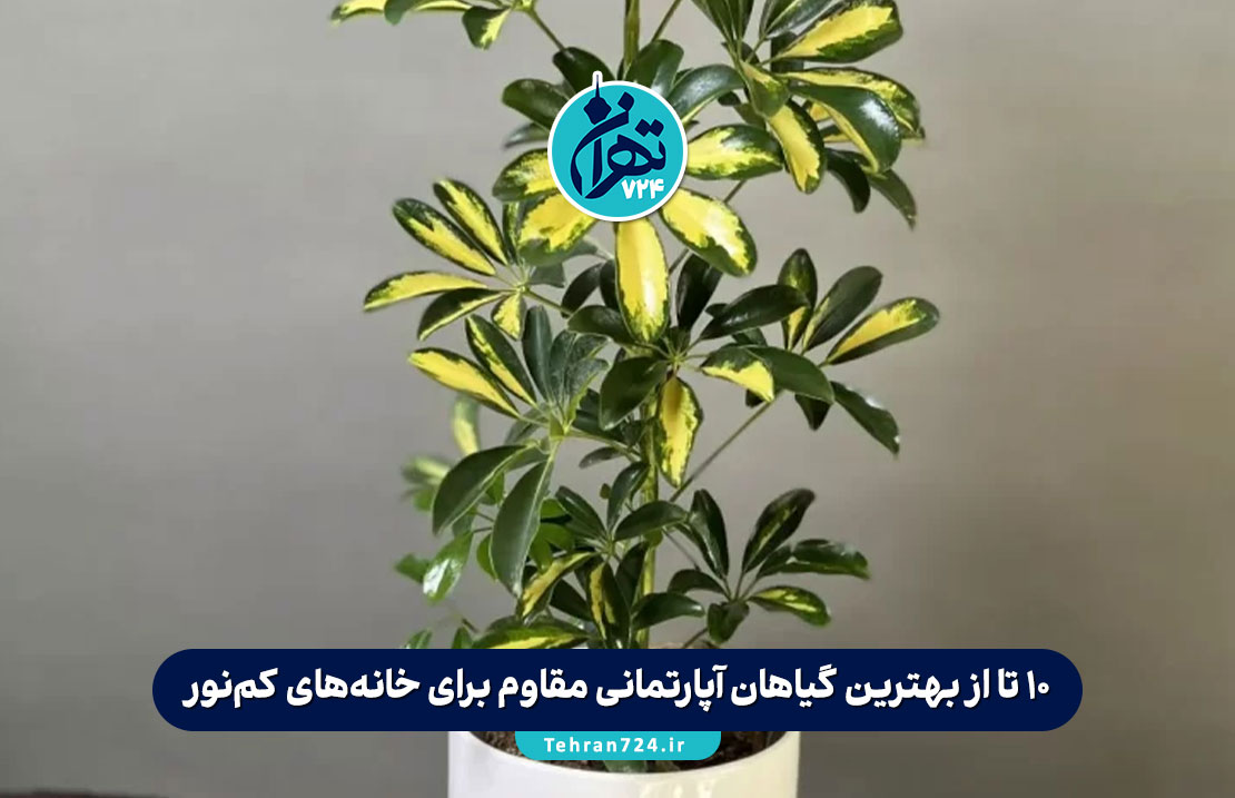 10 تا از بهترین گیاهان آپارتمانی مقاوم برای خانه‌های کم‌نور + شرایط نگهداری و نکات مهم