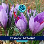 آموزش کاشت زعفران در خانه؛ راهنمای کامل از خرید پیاز تا برداشت و نگهداری زعفران با نکات طلایی