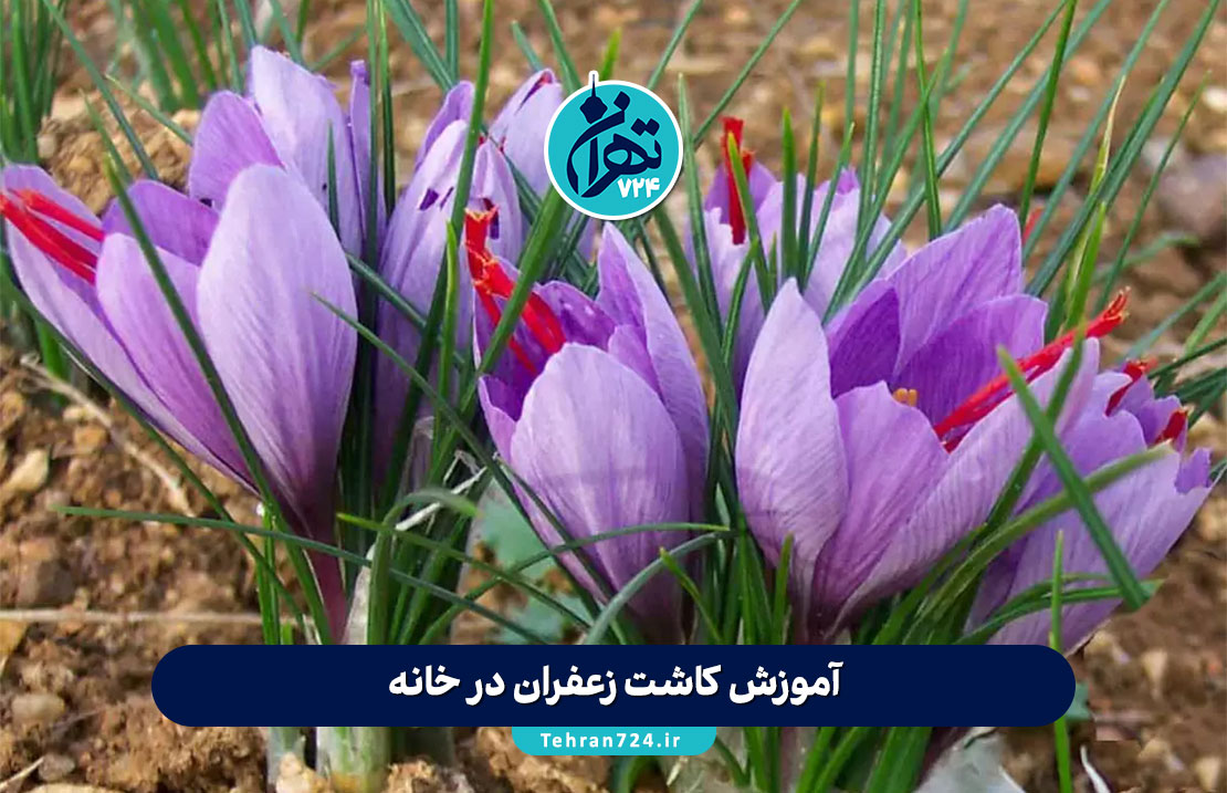 آموزش کاشت زعفران در خانه؛ راهنمای کامل از خرید پیاز تا برداشت و نگهداری زعفران با نکات طلایی
