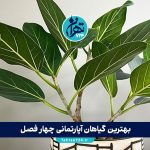 بهترین گیاهان آپارتمانی چهار فصل؛ 10 انتخاب سبز و مقاوم برای خانه و محل کار در تمام سال