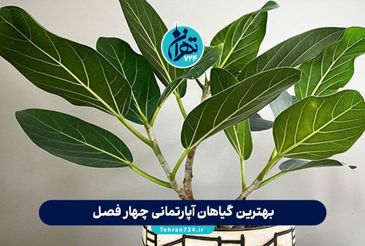 بهترین گیاهان آپارتمانی چهار فصل؛ 10 انتخاب سبز و مقاوم برای خانه و محل کار در تمام سال بهترین گیاهان آپارتمانی چهار فصل؛ 10 انتخاب سبز و مقاوم برای خانه و محل کار در تمام سال