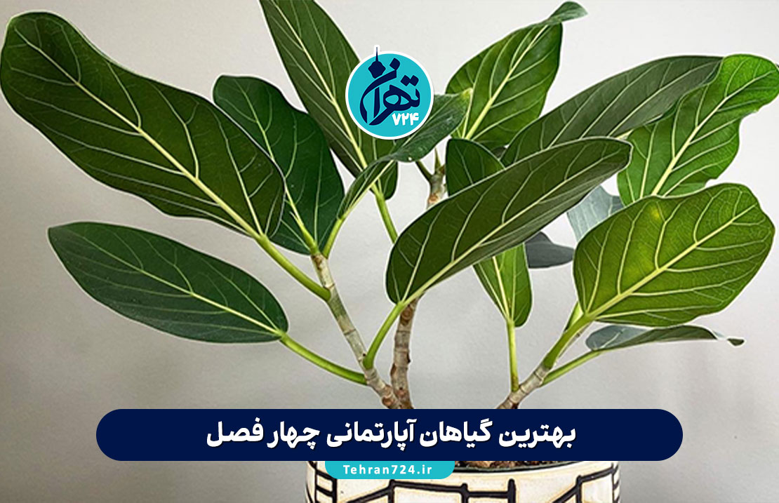 بهترین گیاهان آپارتمانی چهار فصل؛ 10 انتخاب سبز و مقاوم برای خانه و محل کار در تمام سال بهترین گیاهان آپارتمانی چهار فصل؛ 10 انتخاب سبز و مقاوم برای خانه و محل کار در تمام سال