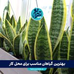 بهترین گیاهان مناسب برای محل کار | معرفی ۱۲ گل مقاوم و خاص برای روحیه و دکور اداری