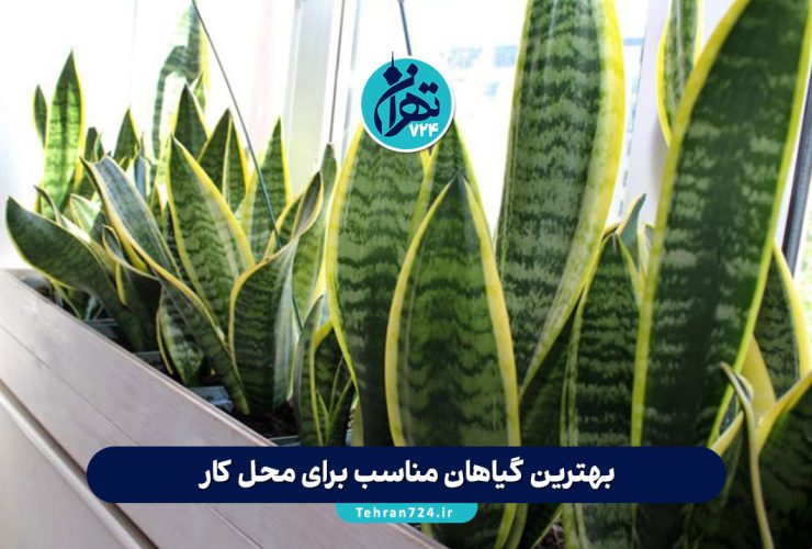 بهترین گیاهان مناسب برای محل کار | معرفی ۱۲ گل مقاوم و خاص برای روحیه و دکور اداری بهترین گیاهان مناسب برای محل کار | معرفی ۱۲ گل مقاوم و خاص برای روحیه و دکور اداری