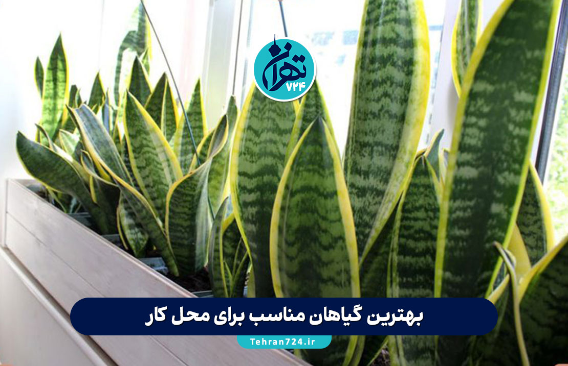 بهترین گیاهان مناسب برای محل کار | معرفی ۱۲ گل مقاوم و خاص برای روحیه و دکور اداری بهترین گیاهان مناسب برای محل کار | معرفی ۱۲ گل مقاوم و خاص برای روحیه و دکور اداری