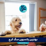 بهترین پانسیون سگ کرج | لیست مجهزترین هتل‌ها و مراکز نگهداری سگ در کرج + شماره تماس و آدرس