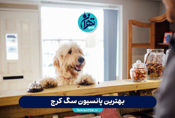 بهترین پانسیون سگ کرج | لیست مجهزترین هتلها و مراکز نگهداری سگ در کرج + شماره تماس و آدرس بهترین پانسیون سگ کرج | لیست مجهزترین هتلها و مراکز نگهداری سگ در کرج + شماره تماس و آدرس