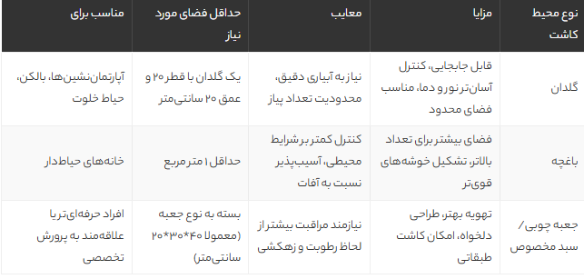 آموزش کاشت زعفران در خانه؛ راهنمای کامل از خرید پیاز تا برداشت و نگهداری زعفران با نکات طلایی